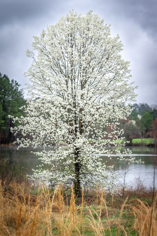 Bradford Pear Tree Pruning