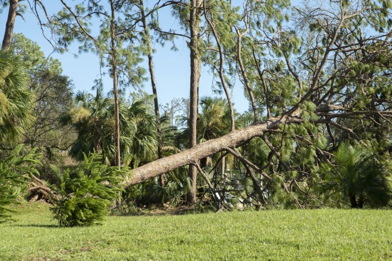 Large Tree Down in Yard