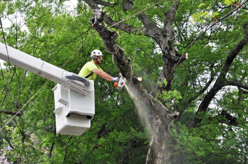 Climbing Tree Care