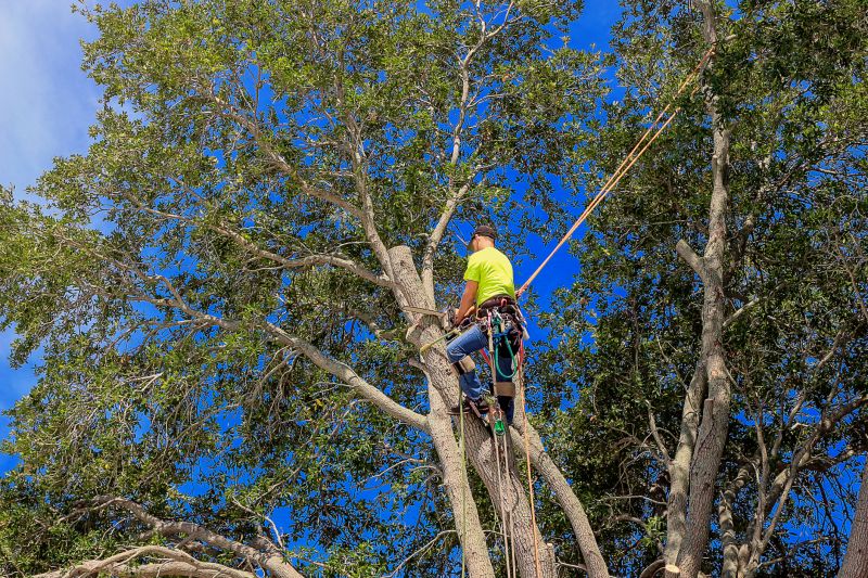 Arborist at Work