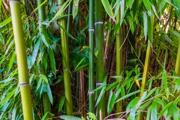 Bamboo Trimming in Fenton