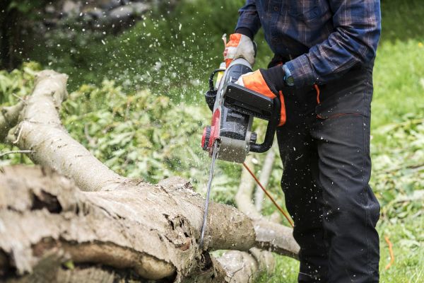 Branch Removal Service in Fenton