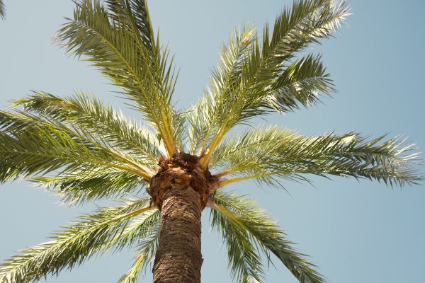 Palm Tree Pruning in Fenton