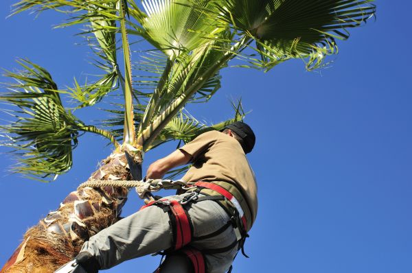 Palm Tree Trimming in Fenton
