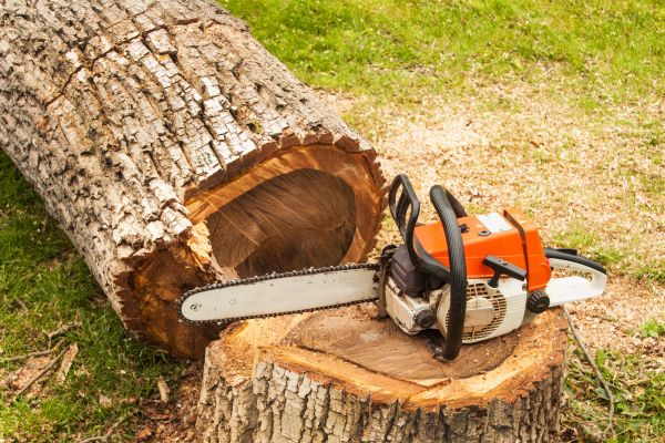 Tree Cutting Service in Fenton
