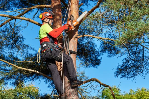 Tree Service in Fenton