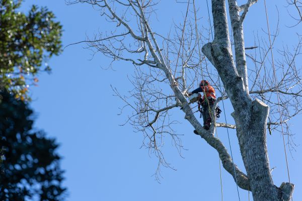 Tree Topping Service in Fenton