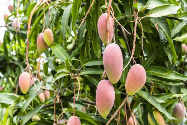 Mango Tree Trimming in Fenton