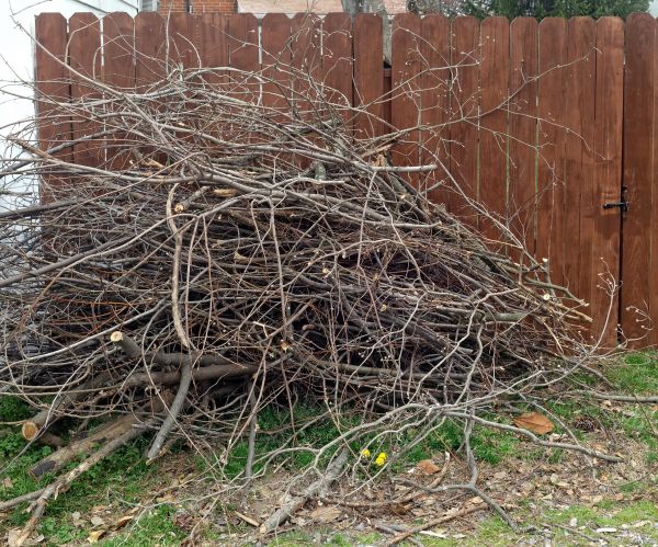Dead Branch Removal in Fenton