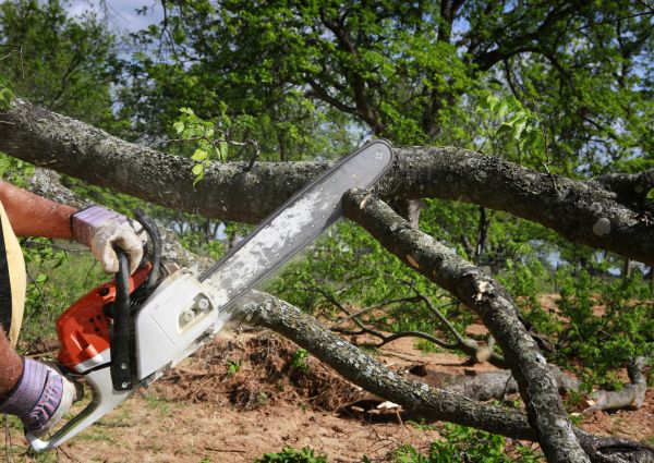 Tree Branch Cutting in Fenton
