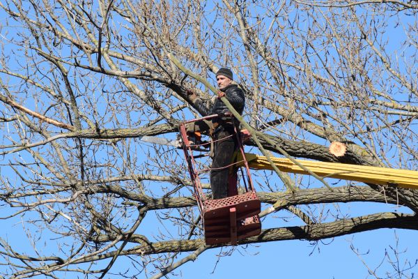 Emergency Tree Trimming in Fenton