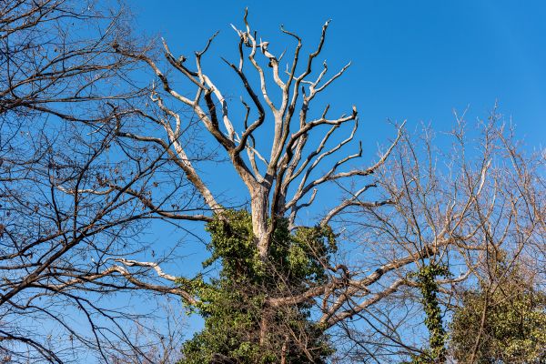 Deadwood Removal in Fenton