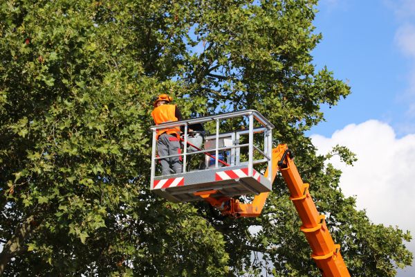 Commercial Tree Service in Fenton