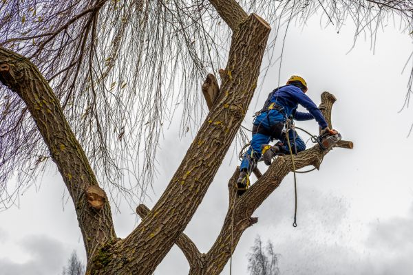 Tree Maintenance Service in Fenton