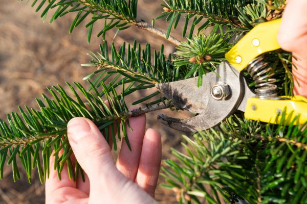 Pine Tree Pruning in Fenton