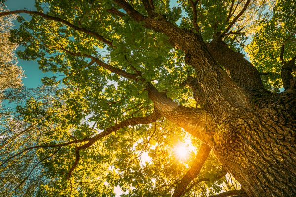 Oak Tree Pruning in Fenton