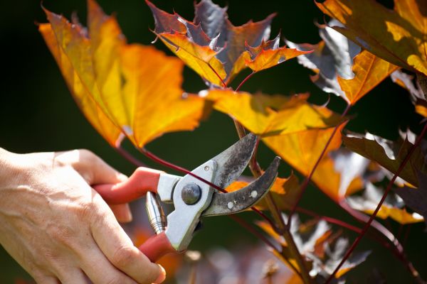 Maple Tree Pruning in Fenton
