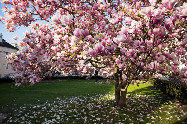 Magnolia Tree Pruning in Fenton