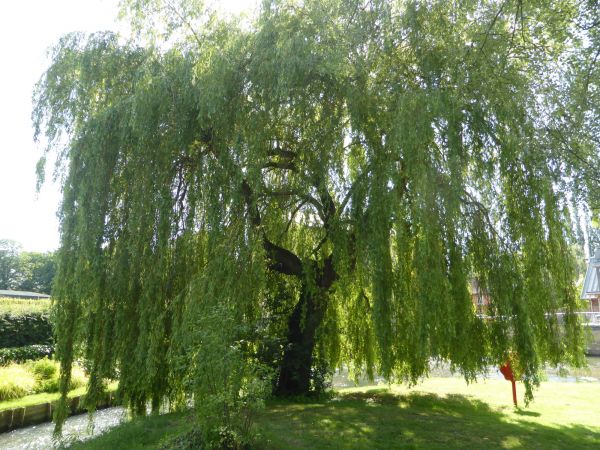 Willow Tree Trimming in Fenton