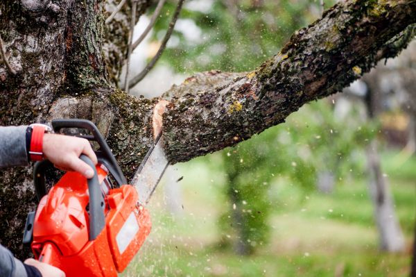 Tree Limbs Removal in Fenton