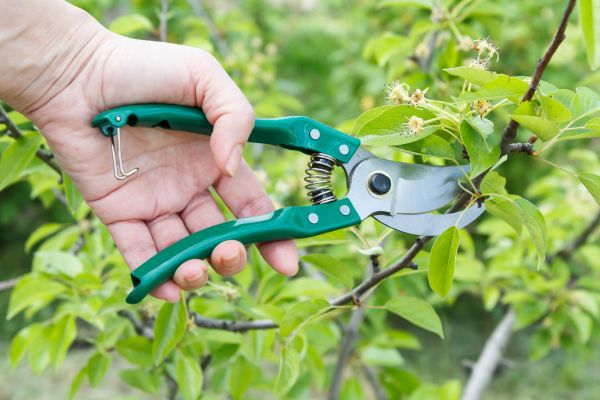 Pear Tree Pruning in Fenton