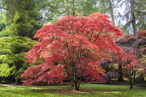 Japanese Maple Pruning in Fenton
