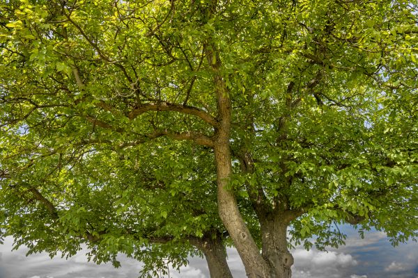 Walnut Tree Trimming in Fenton