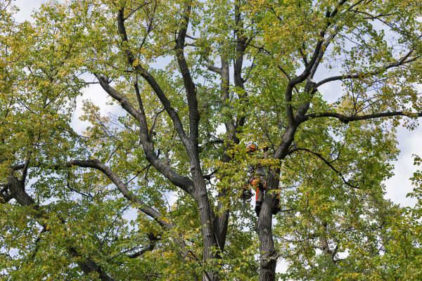 Tree Crown Shaping in Fenton