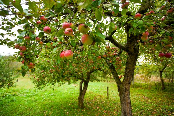 Apple Tree Pruning in Fenton