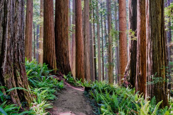 Redwood Tree Trimming in Fenton