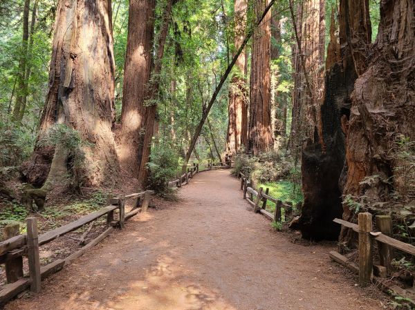 Redwood Tree Pruning in Fenton
