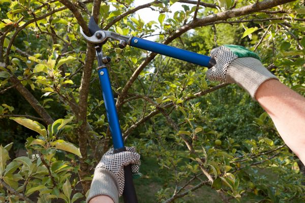 Residential Tree Pruning in Fenton