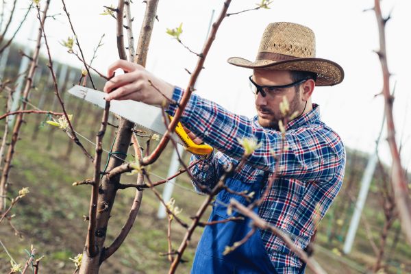 Orchard Tree Pruning in Fenton
