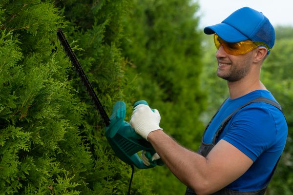 Tree Shaping Service in Fenton