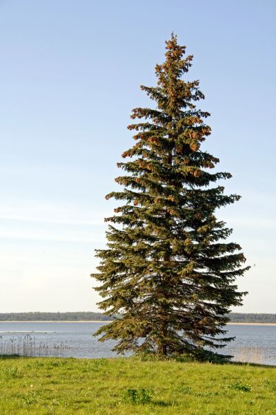 Spruce Tree Pruning in Fenton