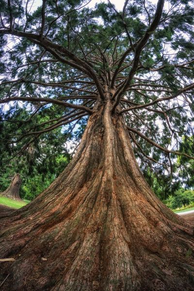 Cedar Tree Pruning in Fenton