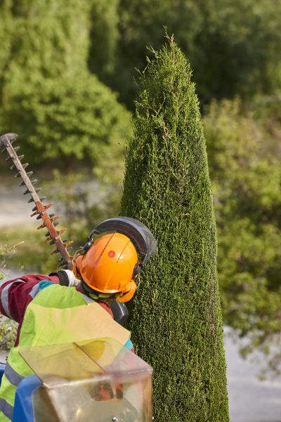 Cypress Tree Trimming in Fenton