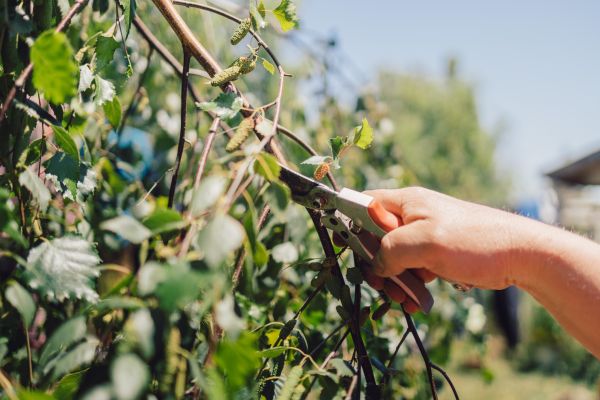 Birch Tree Pruning in Fenton