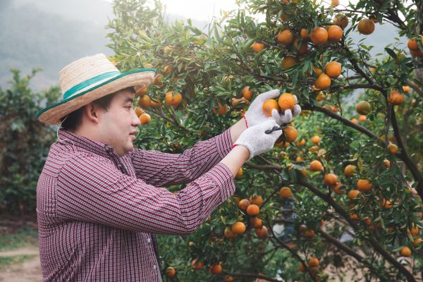 Orange Tree Pruning in Fenton