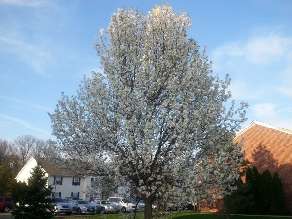 Bradford Pear Tree Pruning in Fenton