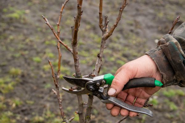 Pear Trees Pruning in Fenton
