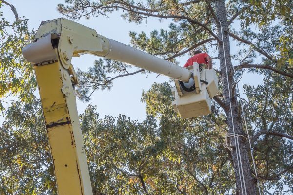 Limbs Trimming in Fenton