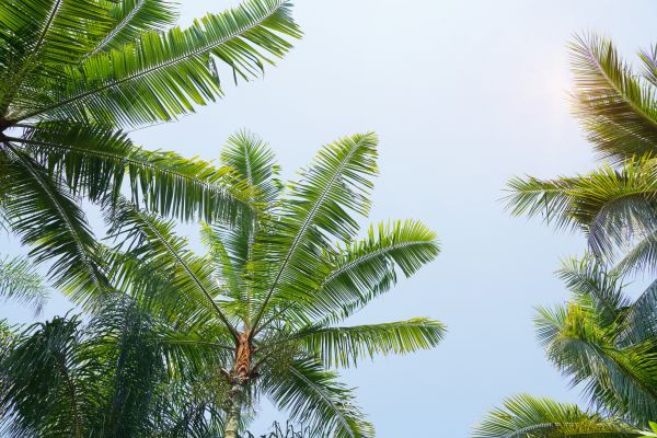Queen Palm Tree Trimming in Fenton