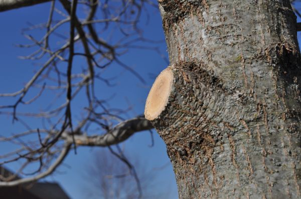 Limb Pruning in Fenton