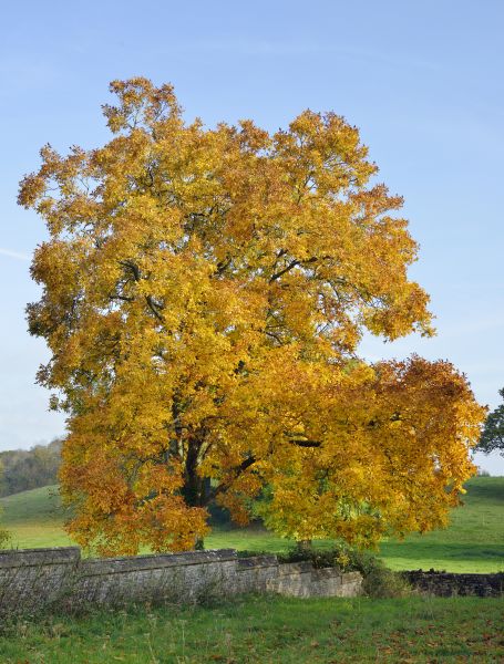 Hickory Tree Trimming in Fenton