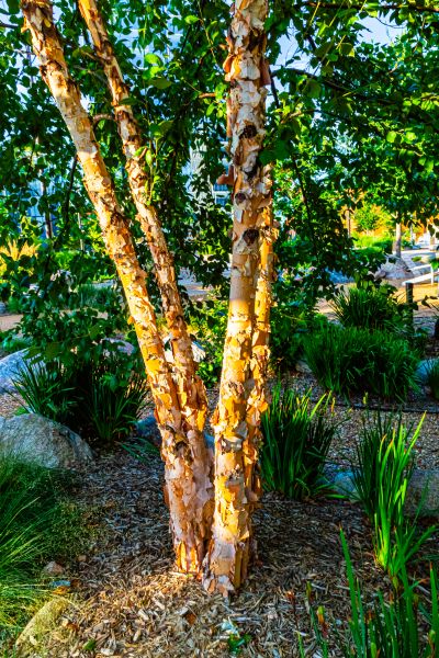 River Birch Trimming in Fenton
