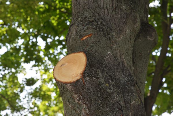 Limb Cutting in Fenton