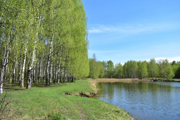 River Birch Pruning in Fenton