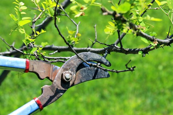 Branches Pruning in Fenton