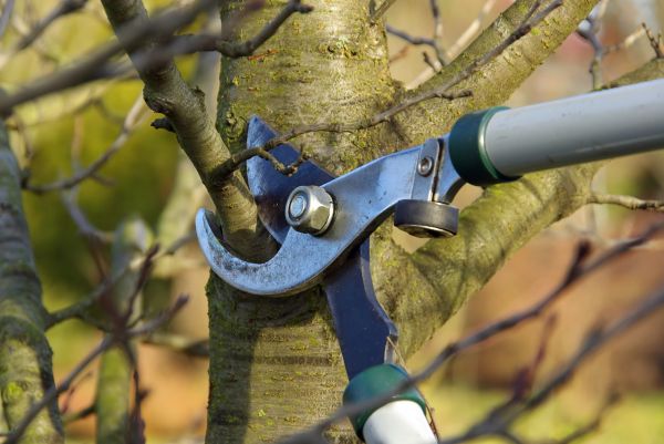 Tree Limb Trimming Service in Fenton